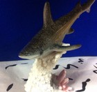 Killer Shark   Ocean Marine Fish Life - Figurine Statue