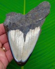 5 20    Megalodon Shark Tooth Real Fossil Xl Sharks Teeth - No Restorations