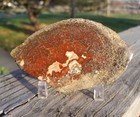 Great Red Deep Cell Agatized Dinosaur Gem Bone Polished Slab Specimen Display
