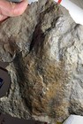 Nice Robust Jurassic Dinosaur Footprint Fossil Anchisauripus Track Ct 