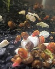 Ramshorn Snails Live Algae Eaters Multiple Quantity Feeders Cleaners 10 