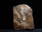 Fossil Seed Associated With Fossil Leaves  Morton Co  North Dakota