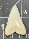 Vintage Great White Shark Tooth 1 7    43mm Upper Anterior A2 Beautiful    