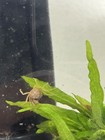 5 Micro Spider Crabs