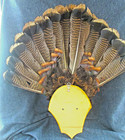 Wild Turkey Tail Fan Display Mounted On Wood     24  Wide X 24  including Wood 