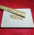 3 0 diplomystus Sp  Fossil Fish Green River Formation Wyoming