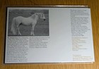1978 Horses British Post Office Mint Stamps Presentation Set Pack No  102 Mnh