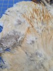 Bl83 Rooster Chicken Feathers Body Pelt Skin