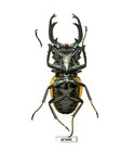 Beetle  Insect - H7690  Lucanidae  Odontolabis Paulei - Huge 76 9mm  Laos
