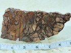Dead Camel Jasper Slab  Lot 84