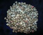 1 2 Pound Of Black Umbonium Sea Shells  Beach Decor Nautical Craft Tropical