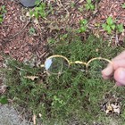 Antique Eye Glasses  Victorian Oval Spectacles  Wire Frame  Goldtone Cool 