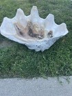 Giant Clam Shell Tridacna Gigas