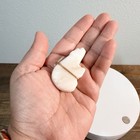 Native Zuni Fetish Bear With Offering Signed Na