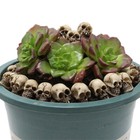 20   Mini Halloween Skulls Skeleton Figurines Miniature Skeleton Head Statue