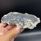 Agatized Corral Fossil Corral Specimen Florida Polished