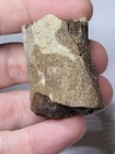 Triceratops  Hadrosaur Hell Creek Dinosaur Fossil Great Surface Detail Ref2573