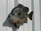 12  Bluegill Two Sided Fish Mount Replica - Quick Production