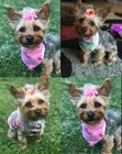 50pcs Dog Hair Accessories  Rhinestone Pearls Bowknots With Rubber Bands - To