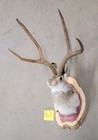 New Jackalope Mount taxidermy deer Mount antlers craft hunting art fishing gift