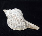 Horse Conch Giant Of The Sea 2007 Yucatan Peninsula Over 18    Some Pin Holes