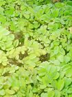 10 Salvinia Minima Live Floating Aquatic Plant Freshwater Aquarium   Pond Plants
