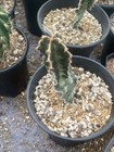 Euphorbia Cactaceae Succulent Cactus Plant Beautiful Seedgrowth 4-5cm 