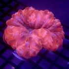 Pink Cynarina Medium 2  Wysiwyg - Indigo Corals - Ic 3845