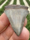 Rare Nc River Great White Shark Tooth Fossil Free Shipping 