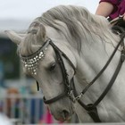Pelham Horse Bit Double Jointed With German Silver And Stainless Steel