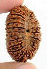 Twenty-one Mukhi Rudraksha  Extremely Rare Hindu Bead  a     For Spiritual