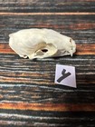 Real Xl Pine Marten Skull Unique Gift Craft Animal Mount Art Model Head Voodoo