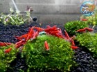 10 1 Fire Red Cherry - Freshwater Neocaridina Aquarium Shrimp  Live Guarantee