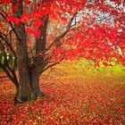 25  Fast Growing Tree Seeds  Red Maple  acer Rubrum    Free Shipping Usa Seller