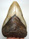 Megalodon Shark Tooth - Real Fossil 5 Inches - Huge Shark Teeth No Restorations