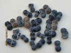  25 Peronopsis Fossil Trilobites Loose