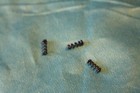 Fender American Srs Strat Tremolo Arm Springs  Set Of 3  Mpn 0994931000