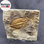 Trilobite Fossil Real Fossils Come From Western Hunan Of China For Collections A