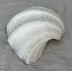 Extra Large Xl Decorative White Fluted Clam Shell 11 5    X 8    Weighs 3 1 2 Pounds