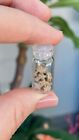 A Bottle Of 15 Crinoid Star Fossils