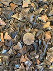 Colorfol Lot Of 20 B Grade Fossilized Shark Teeth From Southwest Florida