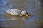Higdon Hen Mallard Battleship Swimmer Pro Motion Decoy The Best Just Got Better 