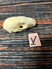 Real Xl Pine Marten Skull Unique Gift Craft Animal Mount Art Model Head Voodoo