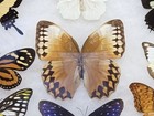 Real Framed Butterfly Collection  3