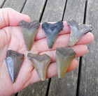   Lot Of 6   Angustidens Megalodon Mix Fossil Shark Teeth Sc Great White Red 129