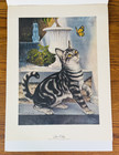 2 Gallery Of Cat Portraits Girard Goodenow Art Prints Silver Tabby Russian Blue