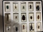 National Geographic Bugs In Resin Collectible Large Collection
