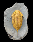 Amazing Mucronaspis Zagoraensis Trilobite Fossil     Authentic   Well-preserved Sp