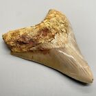Razor-sharply Serrated Colorful 4 22  Fossil Megalodon Tooth - Great Deal