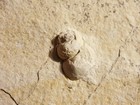 50 Million Year Old  100  Natural Gastropod Or Snail Fossil Wyoming 230gr
